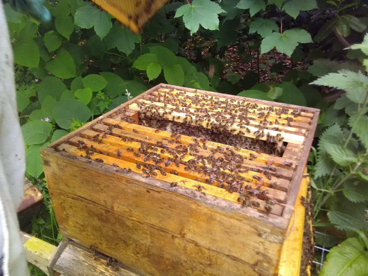 Castletownmoor Clinic & Permaculture Farm Hotell Kells  Eksteriør bilde