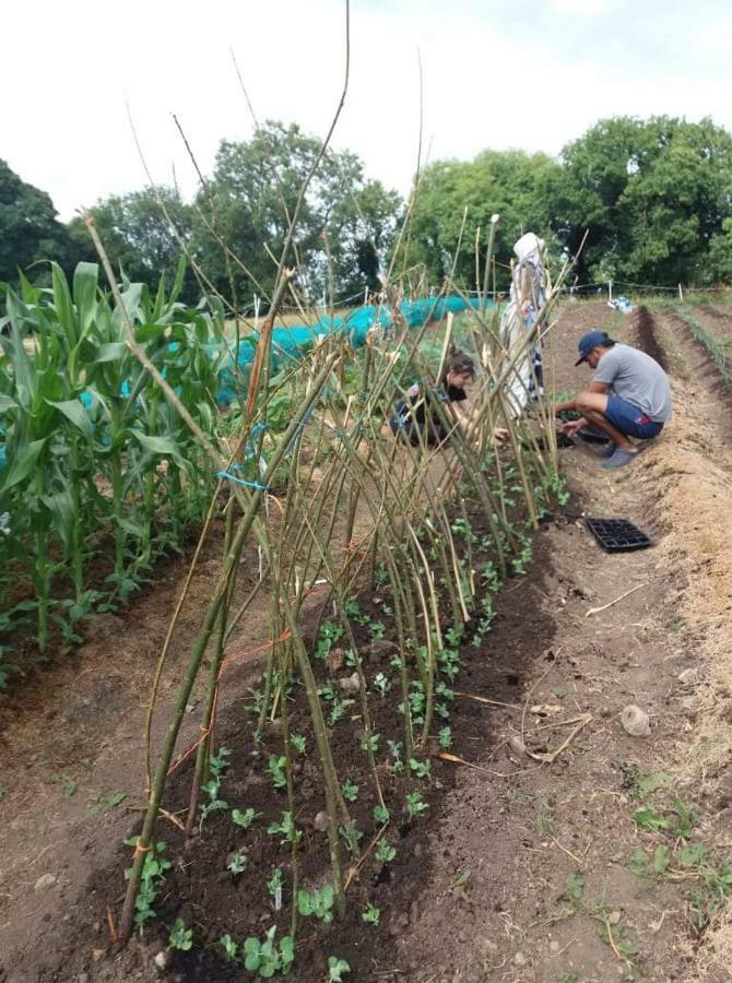 Castletownmoor Clinic & Permaculture Farm Hotell Kells  Eksteriør bilde