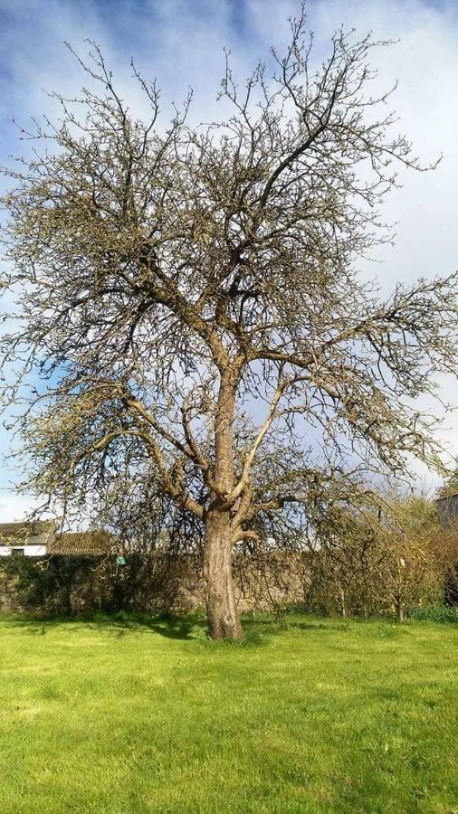 Castletownmoor Clinic & Permaculture Farm Hotell Kells  Eksteriør bilde